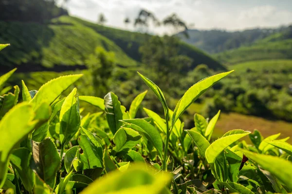 Feuilles de thé vert en gros plan sur les plantations de thé à Munnar, Inde — Photo