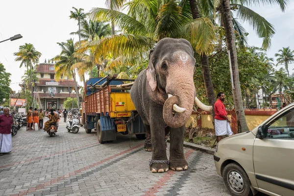 印度科奇堡大街上停放的寺庙象 — 图库照片
