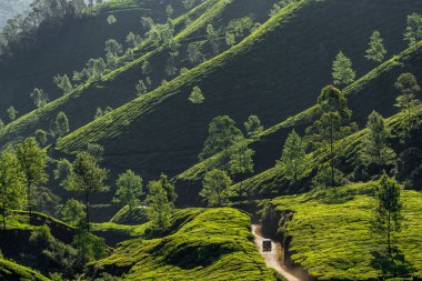 Hindistan 'ın Munnar şehrinden geçen Hint oto çekçekçekli çay tarlaları.