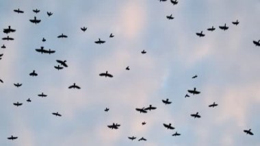 Büyük kuş sürüsü ağır çekimde uçuyor.