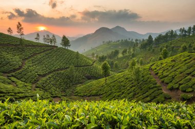 Munnar, Kerala, Hindistan 'daki çay tarlaları.