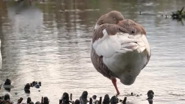Greylag goose standing on one leg and sleeping — Stock Video