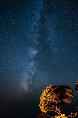 Yıldızlarla dolu bir gökyüzünün altında büyük bir ağaç.