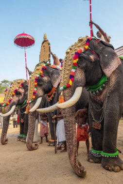 Siva Tapınağı, Ernakulam, Kerala, Hindistan 'daki tapınak festivalinde filler süslenmiş.