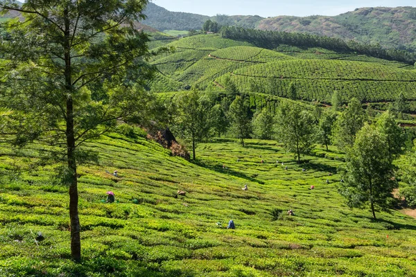 Unidentified indian woman picking up fresh tea leaves at Munnar tea plantation in Kerala, India