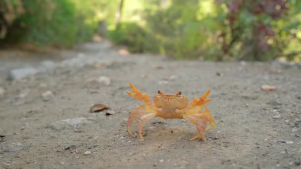 Granchio di terra in posizione difensiva infastidito da bastone aggressivo — Video Stock