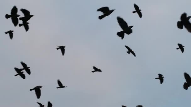 Gran bandada de aves que vuelan en cámara lenta — Vídeos de Stock