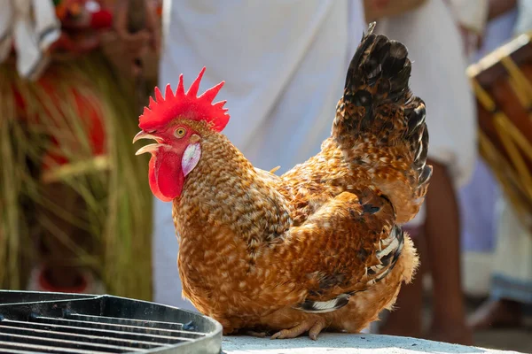 Gallo con patas atadas preparado para el sacrificio religioso durante el festival hindú en la India — Foto de Stock