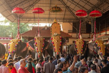 Siva Tapınağı, Ernakulam, Kerala, Hindistan 'daki tapınak festivalinde filler süslenmiş.