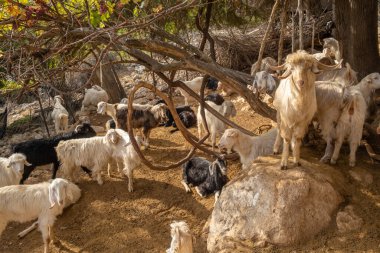 Türkiye 'de evcil keçi sürüsü