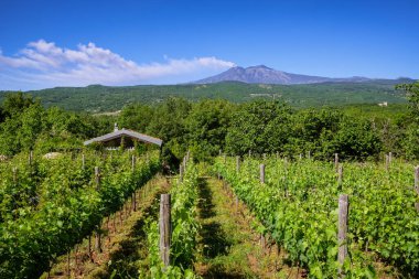 Sicilya üzüm bağları. Sicilya, İtalya 'da arka planda Etna volkanı patlaması.
