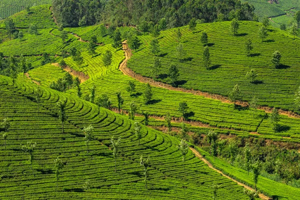 Schöne grüne Teeplantagen in Munnar, Kerala, Indien — Stockfoto