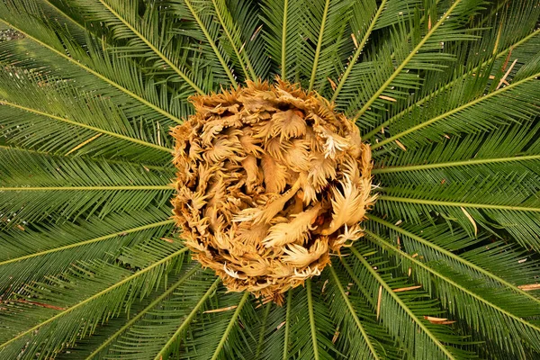 Nya babyblad av en palm närbild — Stockfoto