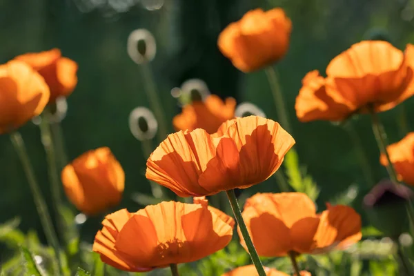 Flores de amapola primer plano en el campo verde — Foto de Stock