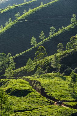 Hindistan 'ın Munnar şehrinden arabayla geçen çay tarlaları.