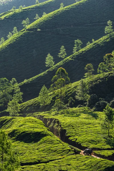 Hindistan 'ın Munnar şehrinden arabayla geçen çay tarlaları.