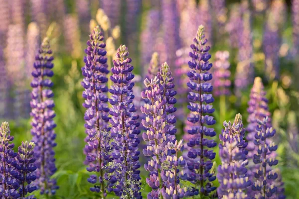 Blooming purple Lupine flowers in summer garden close-up — Stock Photo, Image