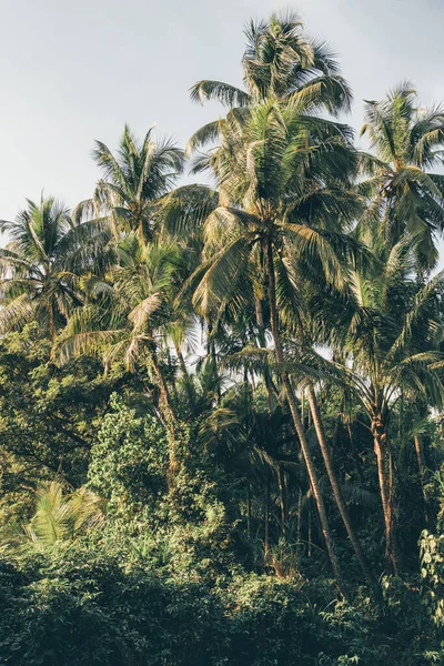 Palmbomen in Goa, India — Stockfoto