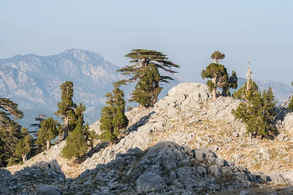 Λιβανέζικα δέντρα Cedar στις πλαγιές του βουνού Ταχτάλι στην Τουρκία — Φωτογραφία Αρχείου