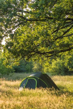 Yazın ormandaki küçük yeşil çadır