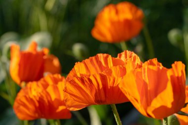 Yeşil tarlada haşhaş çiçekleri