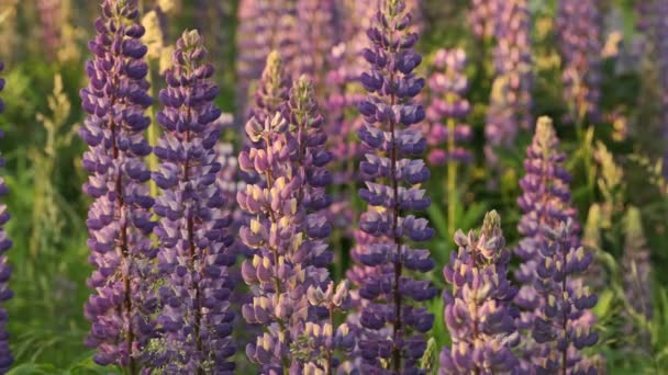 Blühende lila Lupinenblüten im Sommergarten aus nächster Nähe — Stockvideo