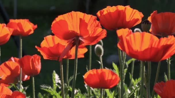 Fiori di papavero primo piano in campo verde — Video Stock