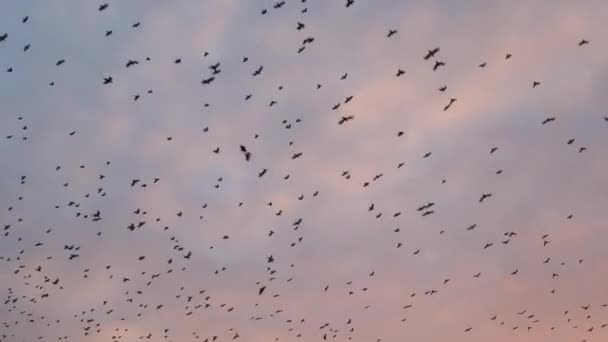 Grote zwerm vogels die vliegen in de zonsondergang hemel — Stockvideo