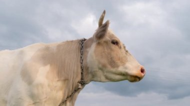 Güzel beyaz inek kameraya yakından bakar..