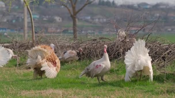 Rituel d'accouplement des dindes au printemps sur la prairie — Video