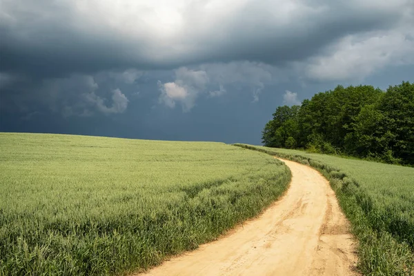 Сільський пейзаж з заміською дорогою між пшеничним полем і лісом — стокове фото
