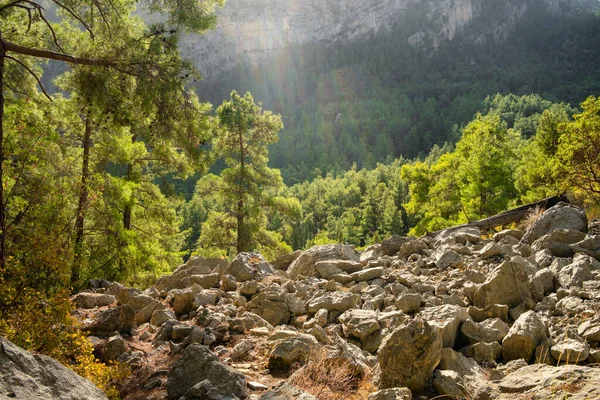 Όμορφο πευκοδάσος με backlight στα βουνά. — Φωτογραφία Αρχείου