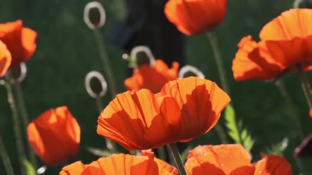 Квіти макарони крупним планом в зеленому полі — стокове відео