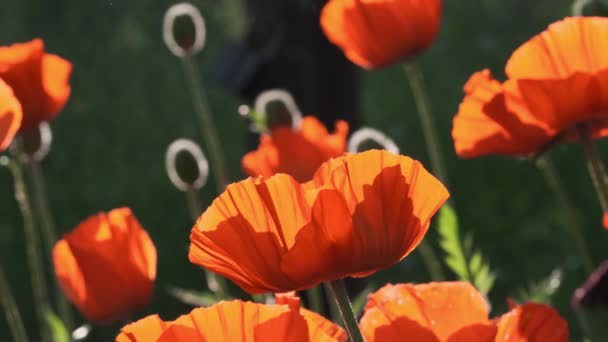 Flores de papoula close-up no campo verde — Vídeo de Stock