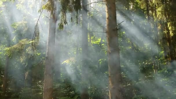 Gęsty dym z ogniska w letnim lesie — Wideo stockowe