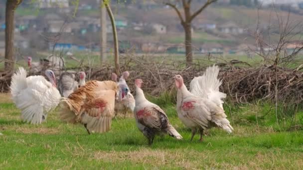 Ritual de acasalamento de perus durante a primavera no prado — Vídeo de Stock