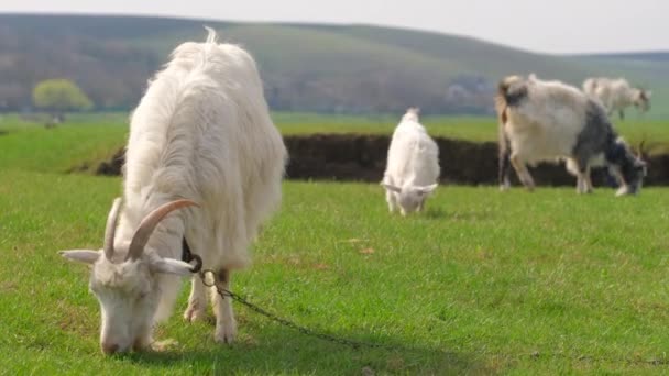 Chèvre mère avec un enfant broutant sur la prairie verte — Video