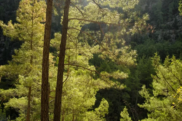 Bela floresta de pinheiros com luz de fundo nas montanhas. — Fotografia de Stock