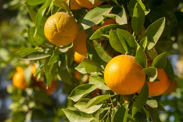 Naranjas maduras colgando de un árbol en el jardín frutal — Foto de Stock