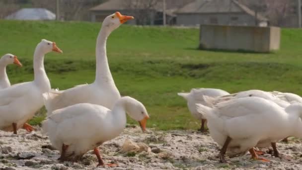Стадо білих домашніх гусей, що йдуть по сільській дорозі — стокове відео