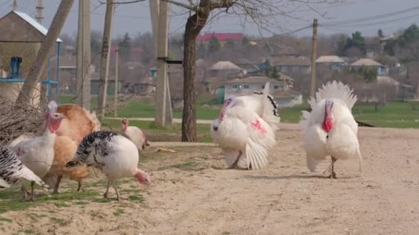 Rituál páření krůt během jarního období na louce — Stock video