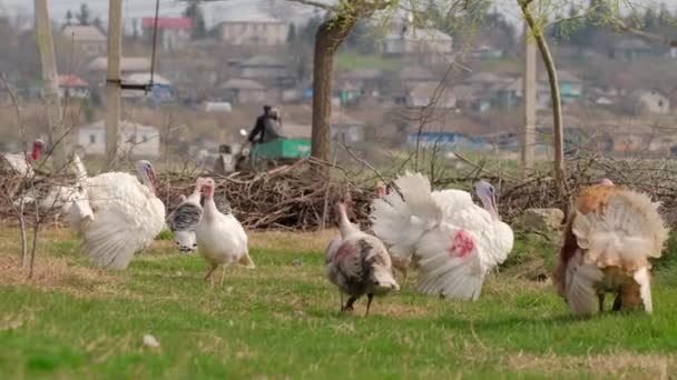 Parningsritual av kalkoner under våren på ängen — Stockvideo