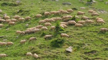 Büyük koyun sürüsü dağlarda otluyor..