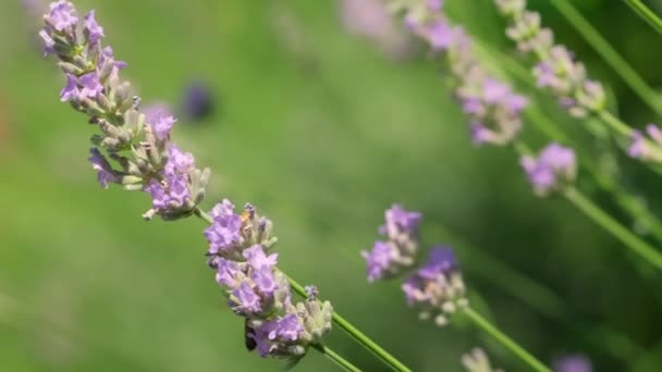 蜂蜜蜜蜂缓慢地授粉薰衣草花. — 图库视频影像