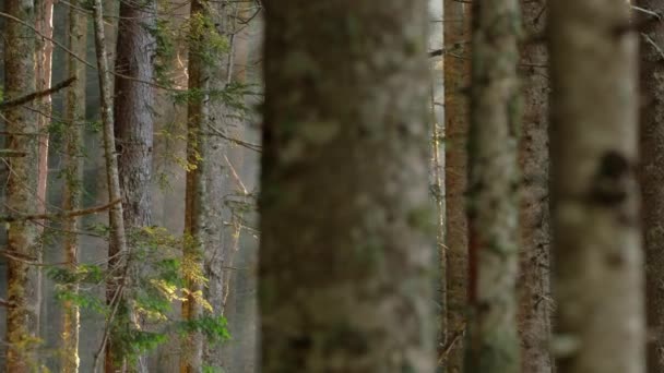 Zonnestralen in natuurlijk sparrenbos. — Stockvideo