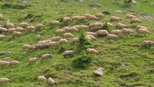 Grand troupeau de moutons pâturant en montagne. — Video