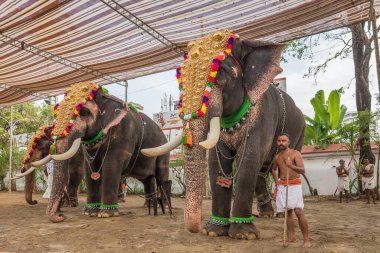 Hindistan 'ın Kerala eyaletinin Ernakulam kentindeki Siva tapınağında düzenlenen yıllık tapınak festivaline madalyalı filler katılıyor.