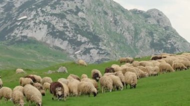Arnavutluk 'un Durmitor Ulusal Parkı' nda arka planda dağları olan koyun sürüsü