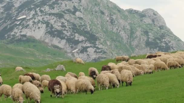 Manada de ovejas con montañas al fondo en el Parque Nacional Durmitor, Albania — Vídeos de Stock