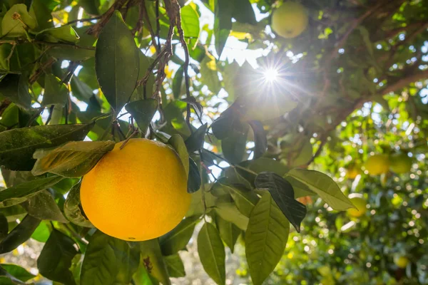 Naranja madura colgando de un árbol en el jardín frutal —  Fotos de Stock